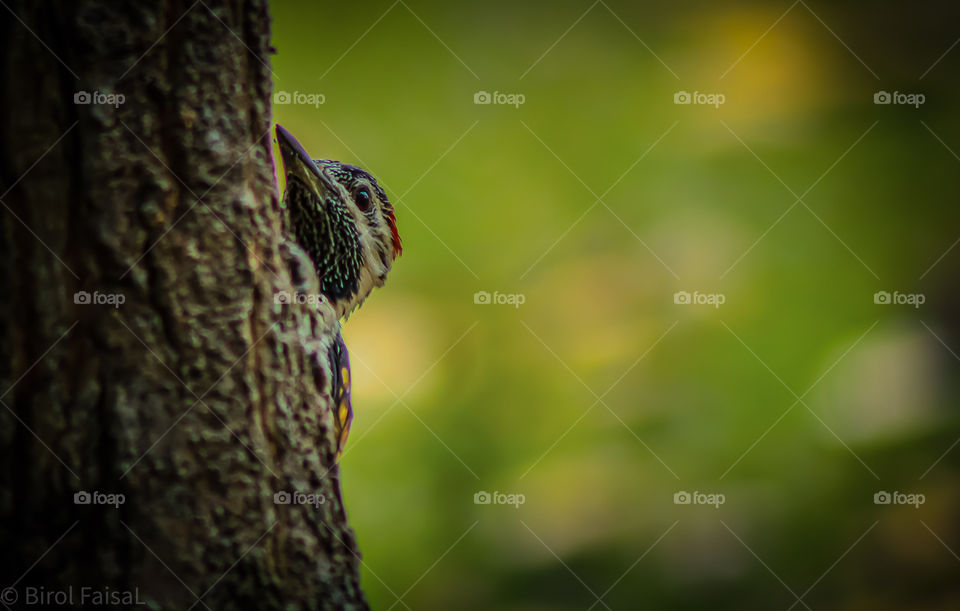 “Woodpecker”
Cli©k By: Shah Faisal
Device: Canon EOS 70D

© All Credits & Rights are Reserved.