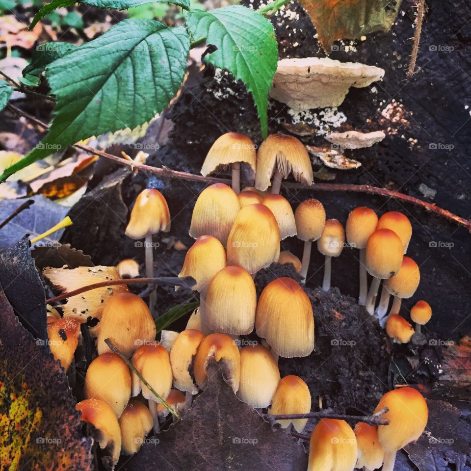 Nature. Mushroom