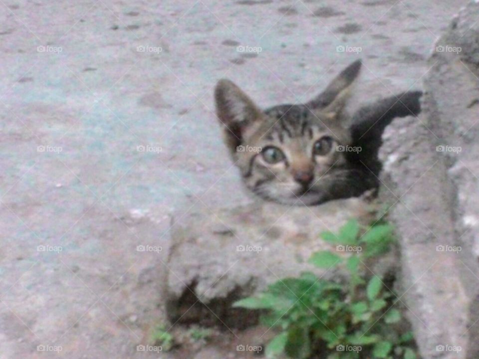 cat see me