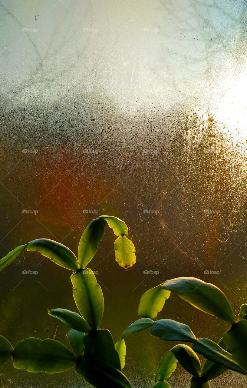 Schlumbergera. Morning the cold.