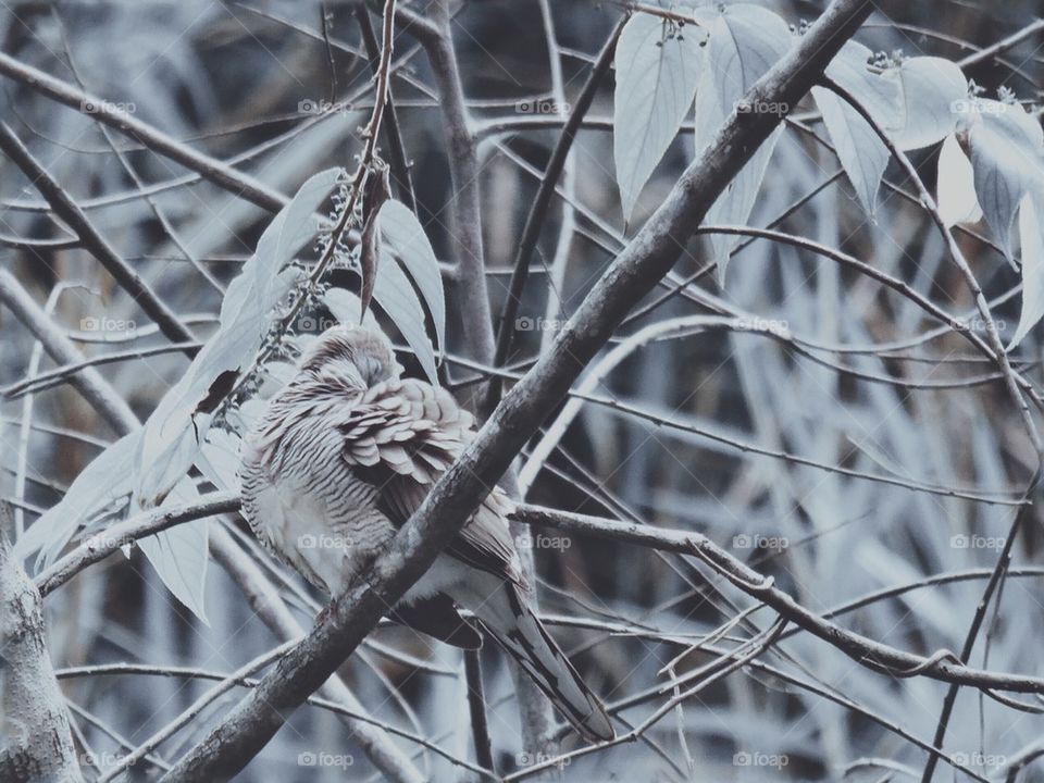 A bird perched on tree