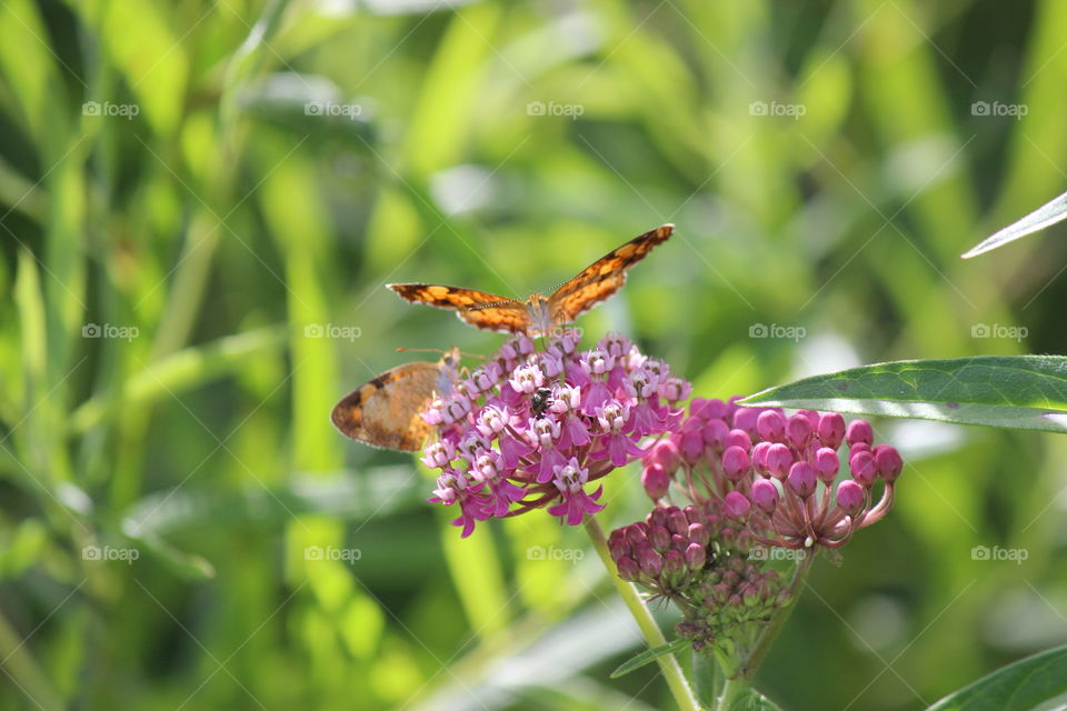 pearl crescent butterflies enjoying the pink milkweed
