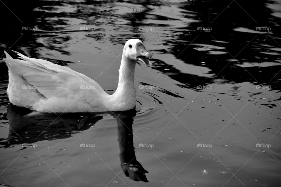 Beautiful white duck swimming in water is joy for watching.