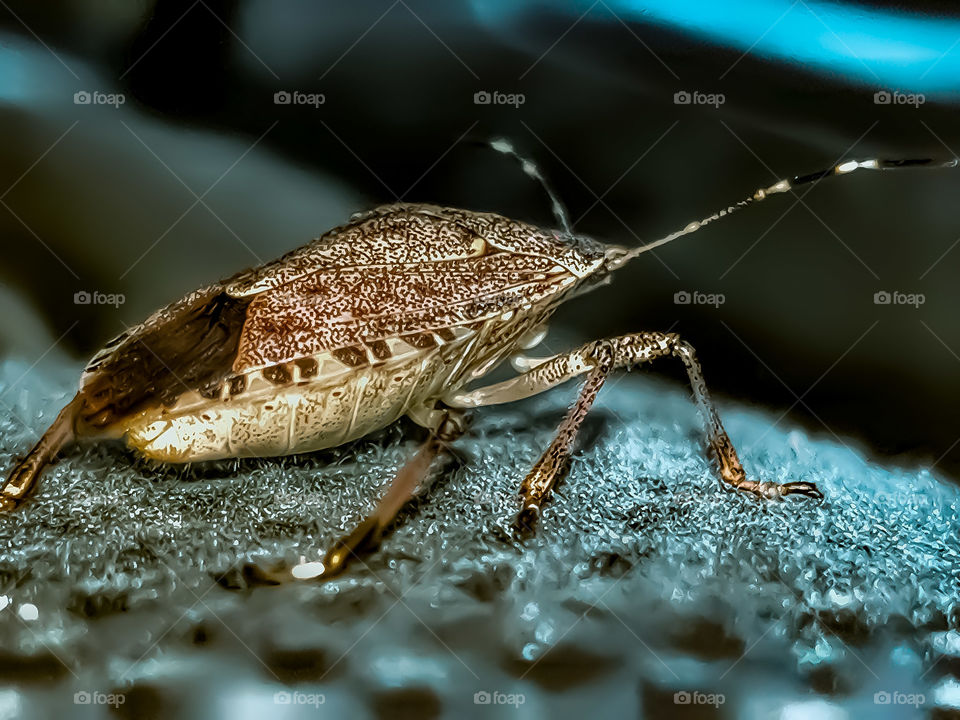 stink bug, insects, bugs, cover page