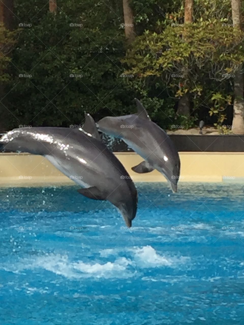 Dolphins showing off some synchronized swimming at the Dolphin Habitat, Las Vegas. 