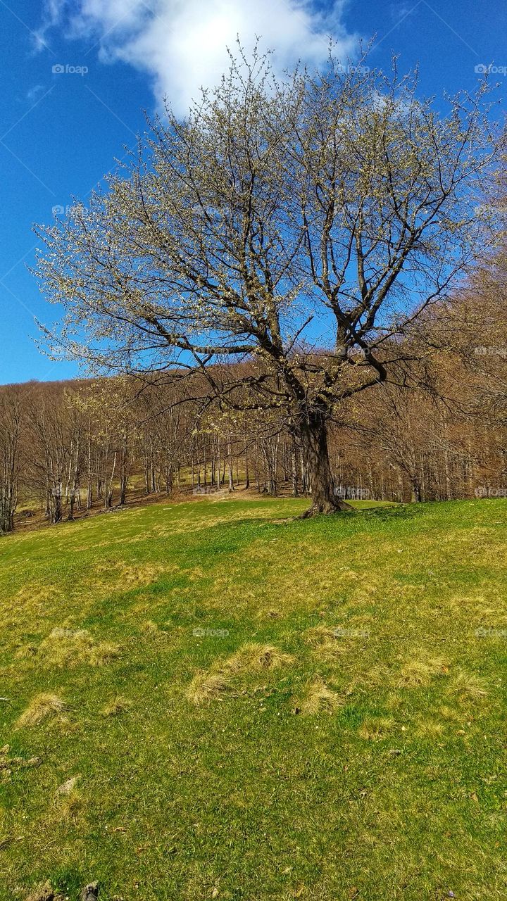 Sping mountains enchant