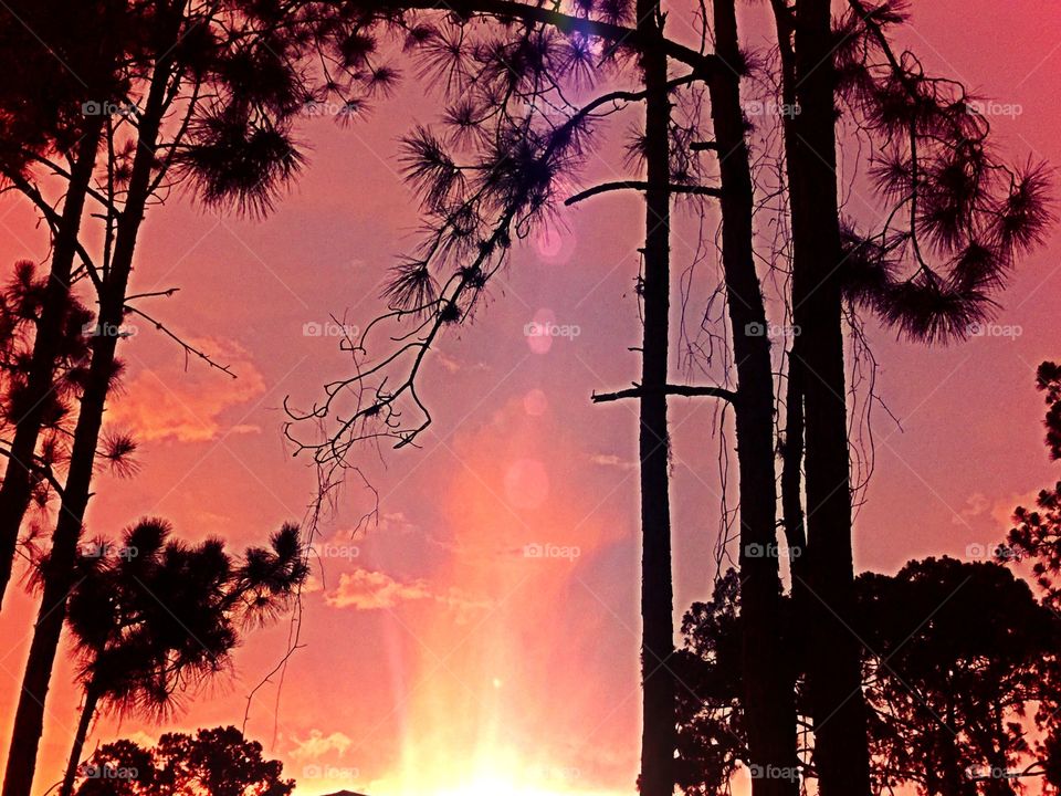 Sunset through the trees. Florida sunset through a pine forest