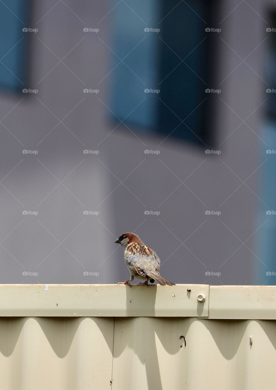 Solitary sparrow on metal fence in the city 