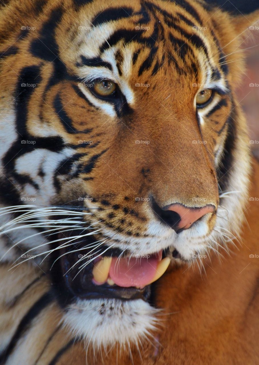 Tiger Portrait