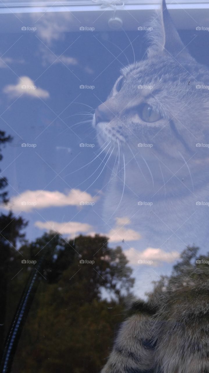 Cat in the window, taken from outside