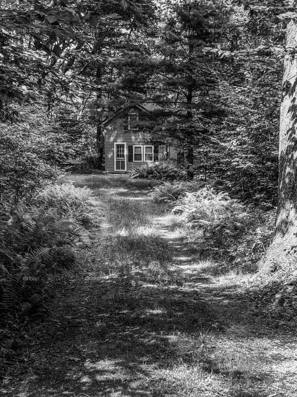 House in the woods, summer hike.