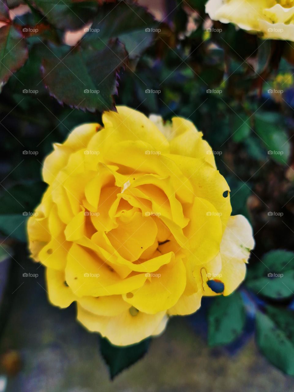 yellow rose