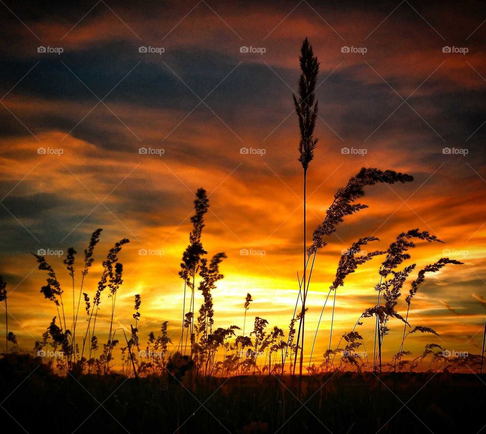 golden sunset with reed suliluets.