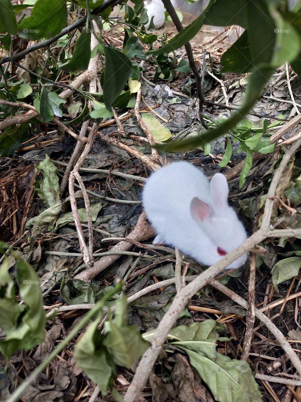Cheeku is more aware of its morning walk🤗