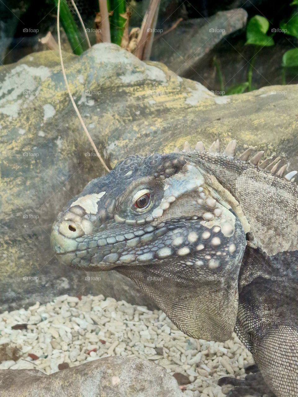 iguana