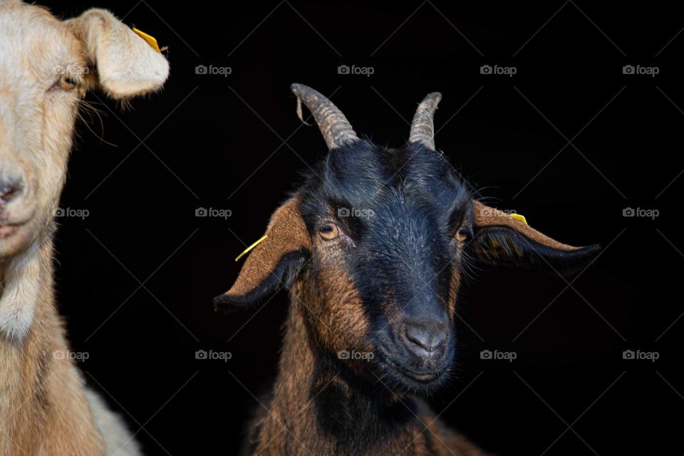 zwei Ziegen