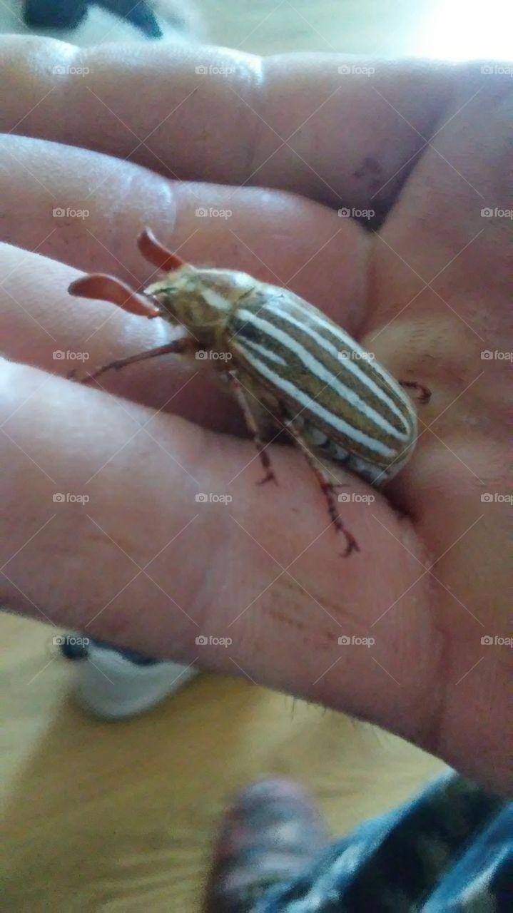 green and white stripped bug beetle