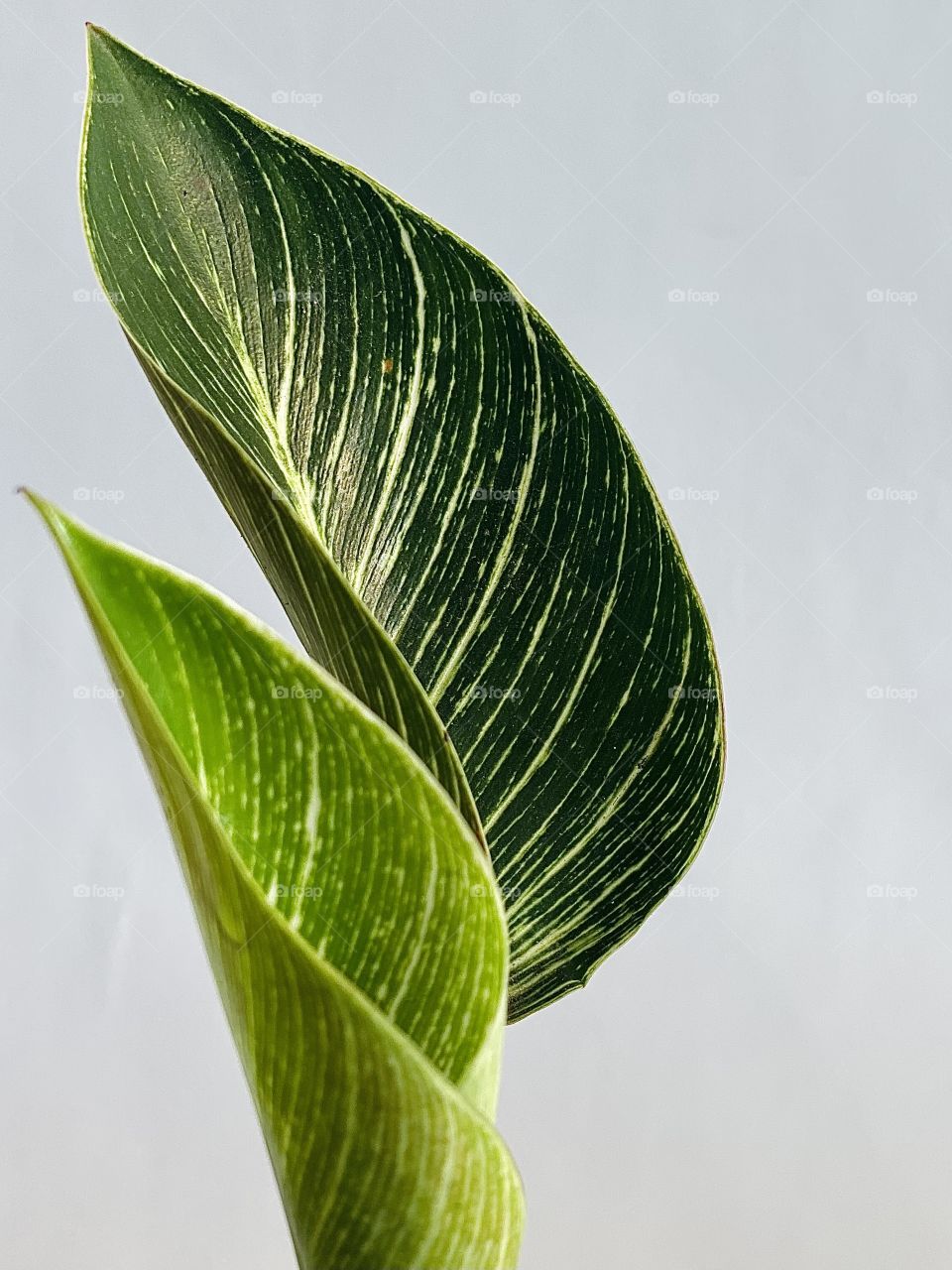 Photo of old and young philodendron birkin leaves