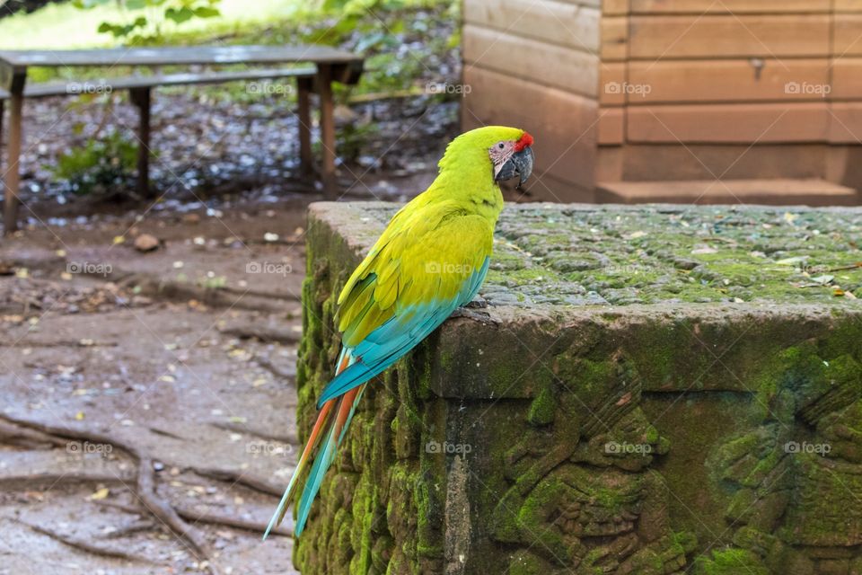 Green macaw parrot
