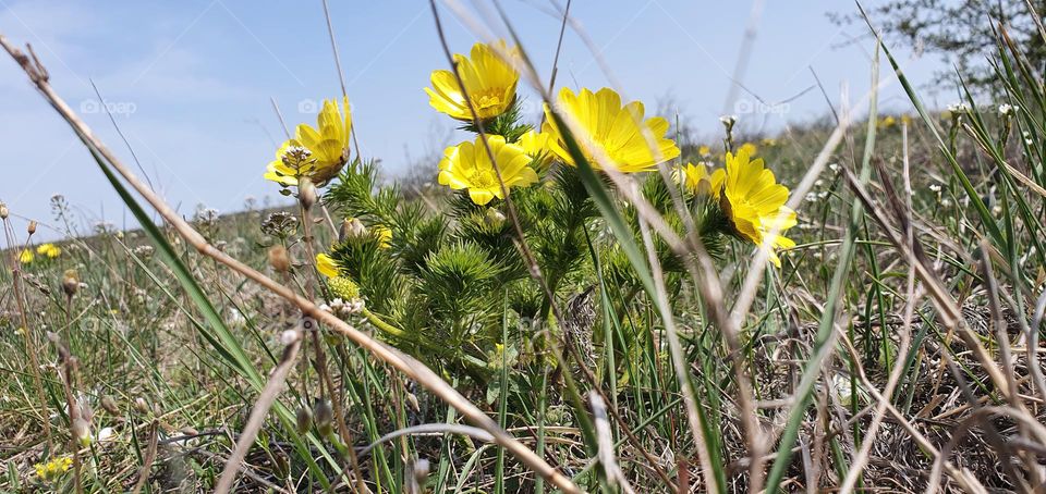 Yellow flowers telling me that the spring is coming