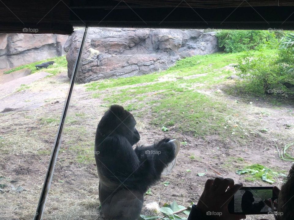 Gorila e o prato.