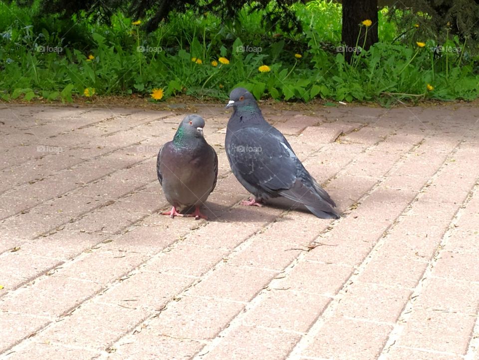 love birds