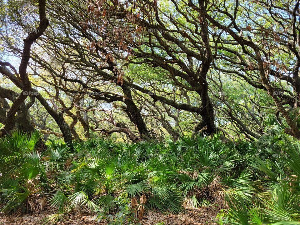 Maritime forest in Cumberland Island, Georgia, USA