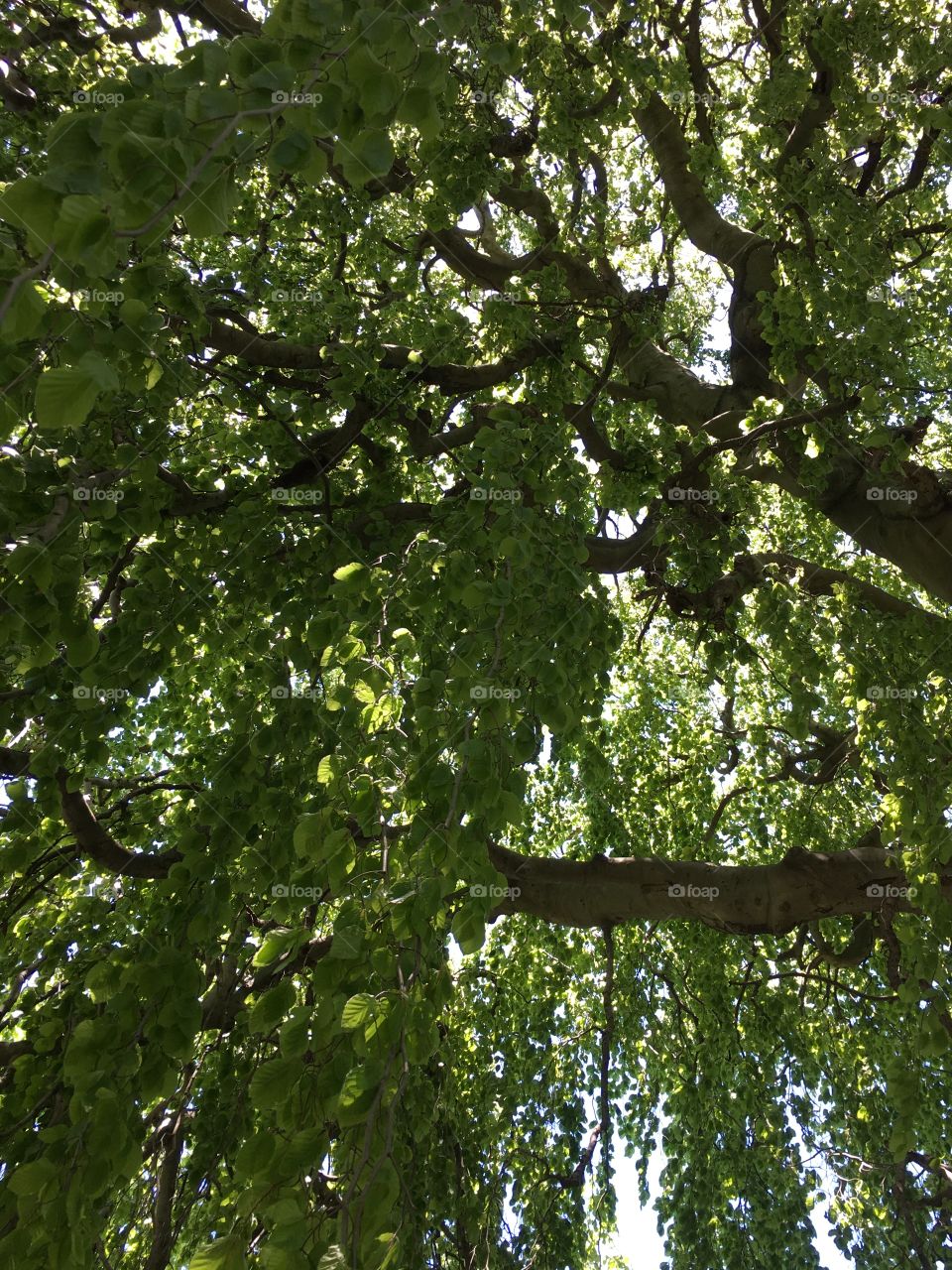 Majestic European Weeping Beech