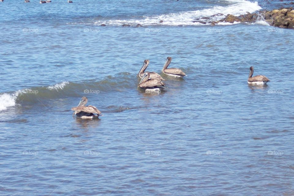 pelicans swimming