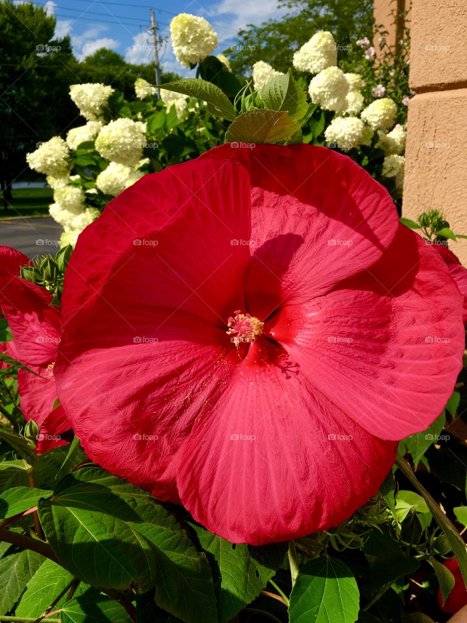 Red hibiscus 