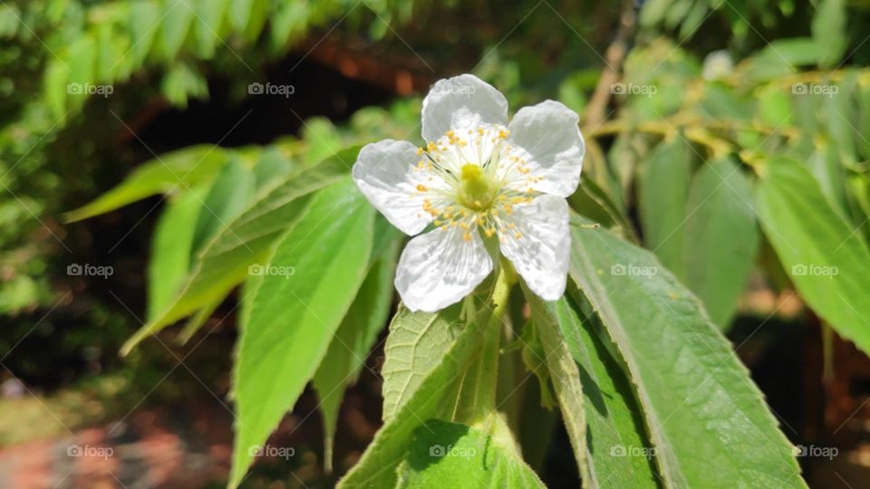 Shiny day reflected on young flower surrounded by green beauty 🌼