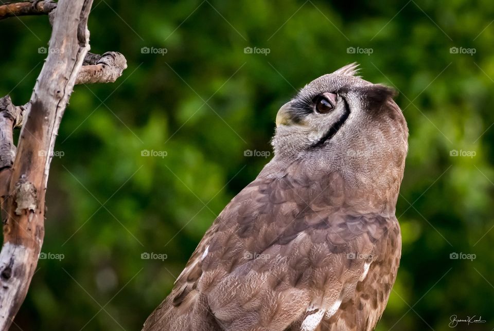 Verreaux's Eagle Owl (Bubo lacteus)_Masai Mara_Kenya