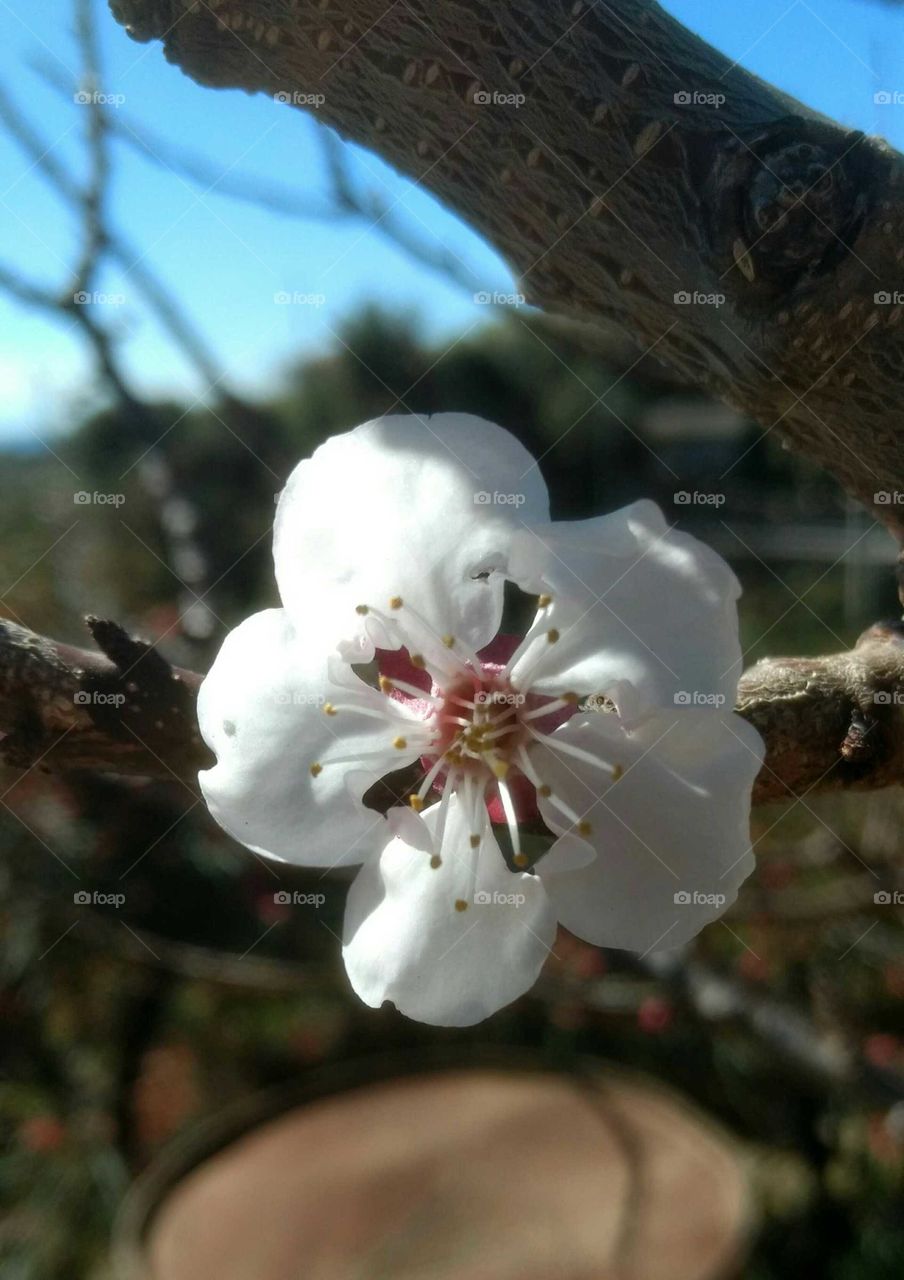 apricot
flower