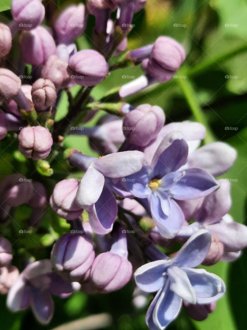 close-up of liliac flowers