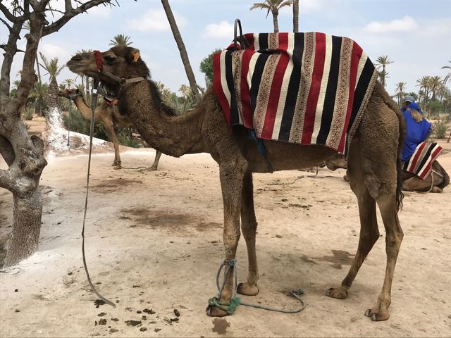 Camel, Marrakech 