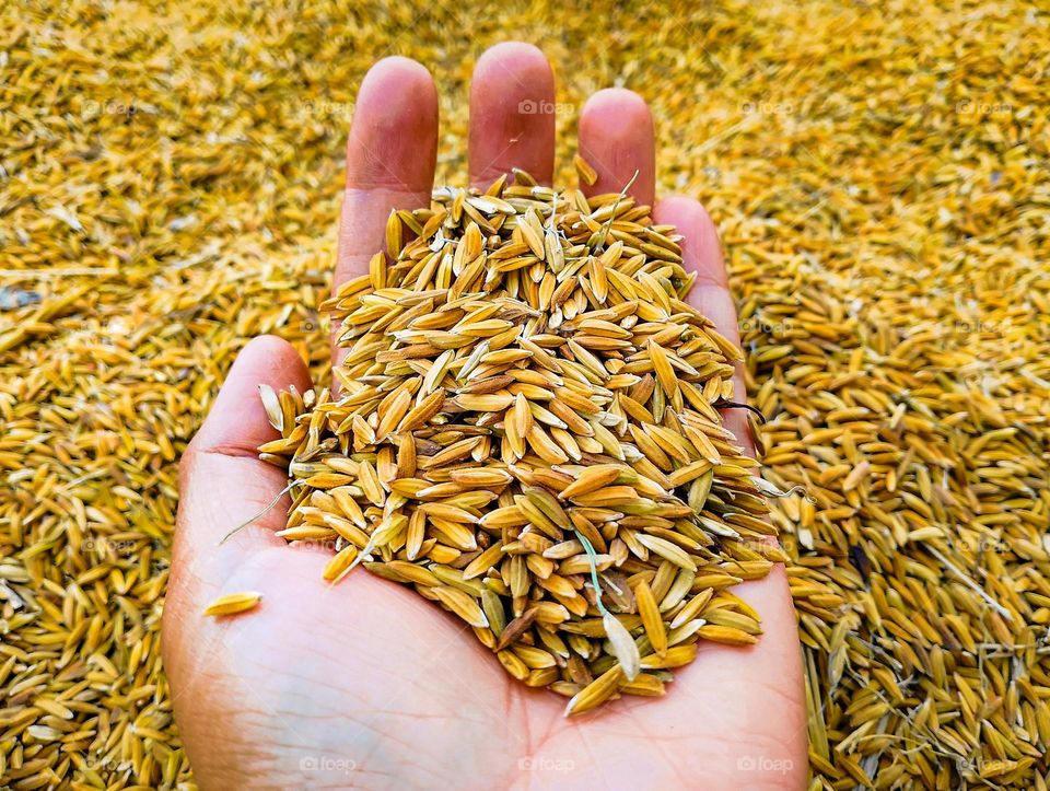 November and December are harvest time.