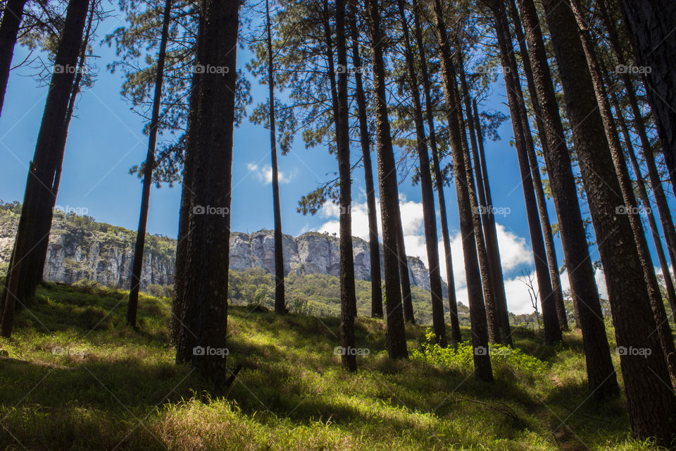 Mountain range taken from behind some pine trees