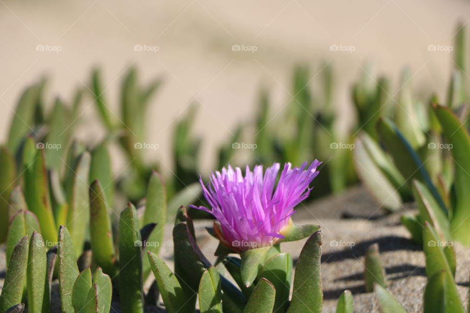 Nature zoomed in - on a sand dunes where the succulents blossom 