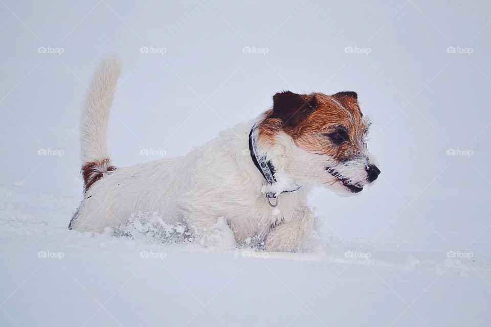 Dog running in the snow