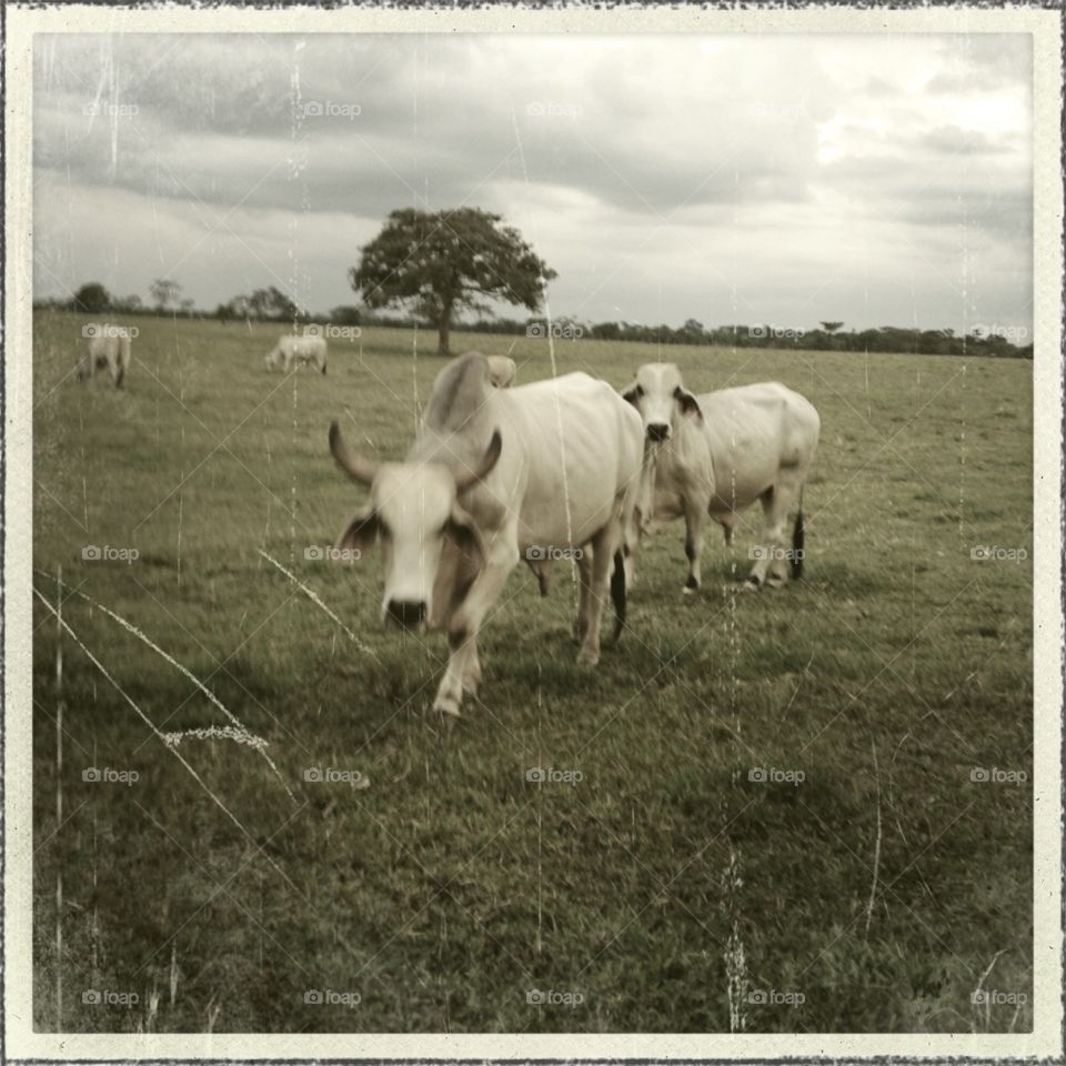 Cattle east. More cattle ranching