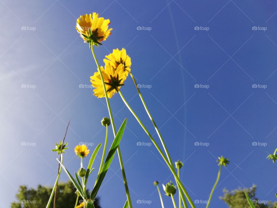 #yellowflower#bluesky#gardengrows#flowerplants#yellowflora#greenplant#beautynature#loveflower#yellowlove