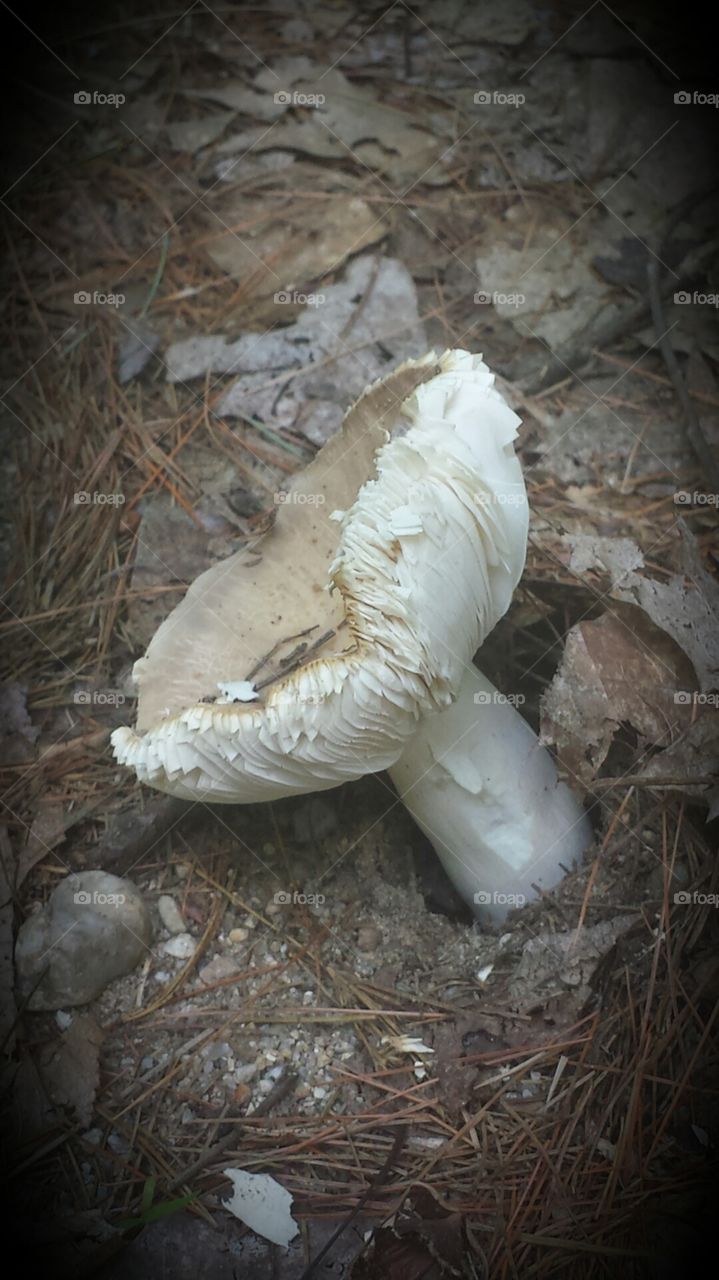 Mushroom hunting
