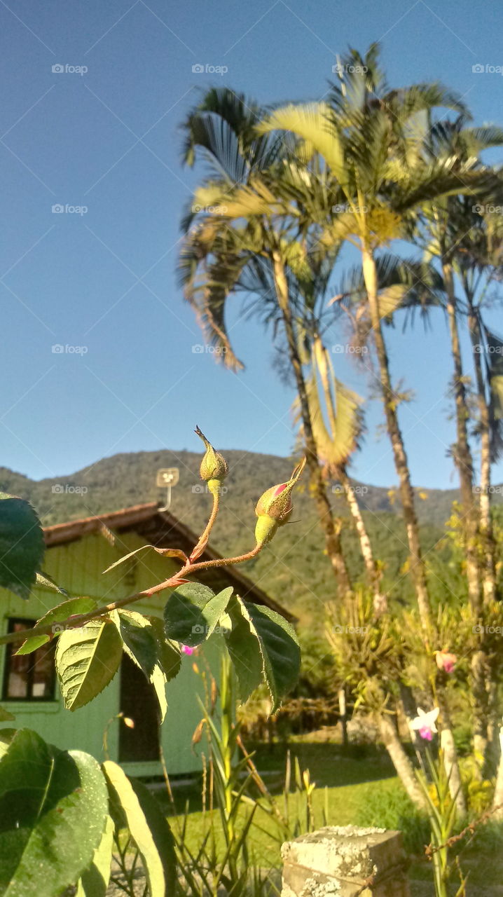 NATURAL NATURE FLOWER