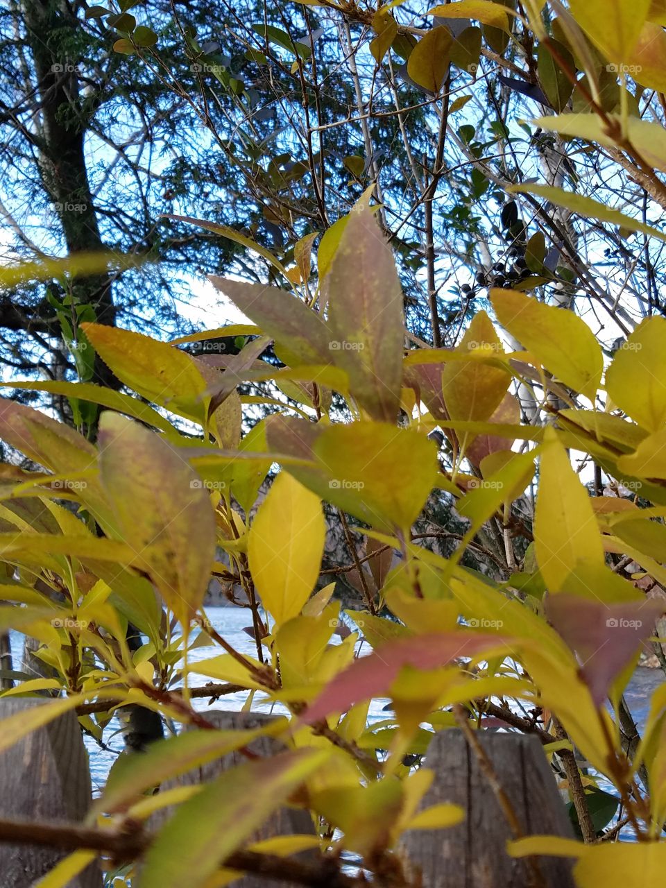 Leaves