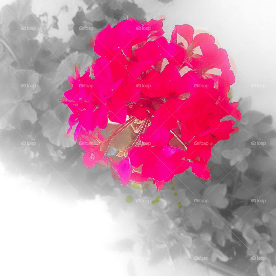 black and white picture with color flower