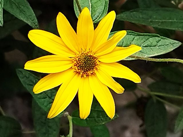 yelow flower