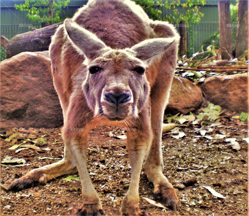 A surprised Australian kangaroo is wondering why am i looking at him