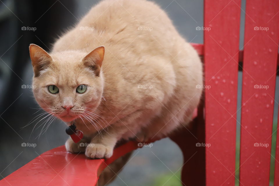 Cat on a red wooden lounge chair ready to play