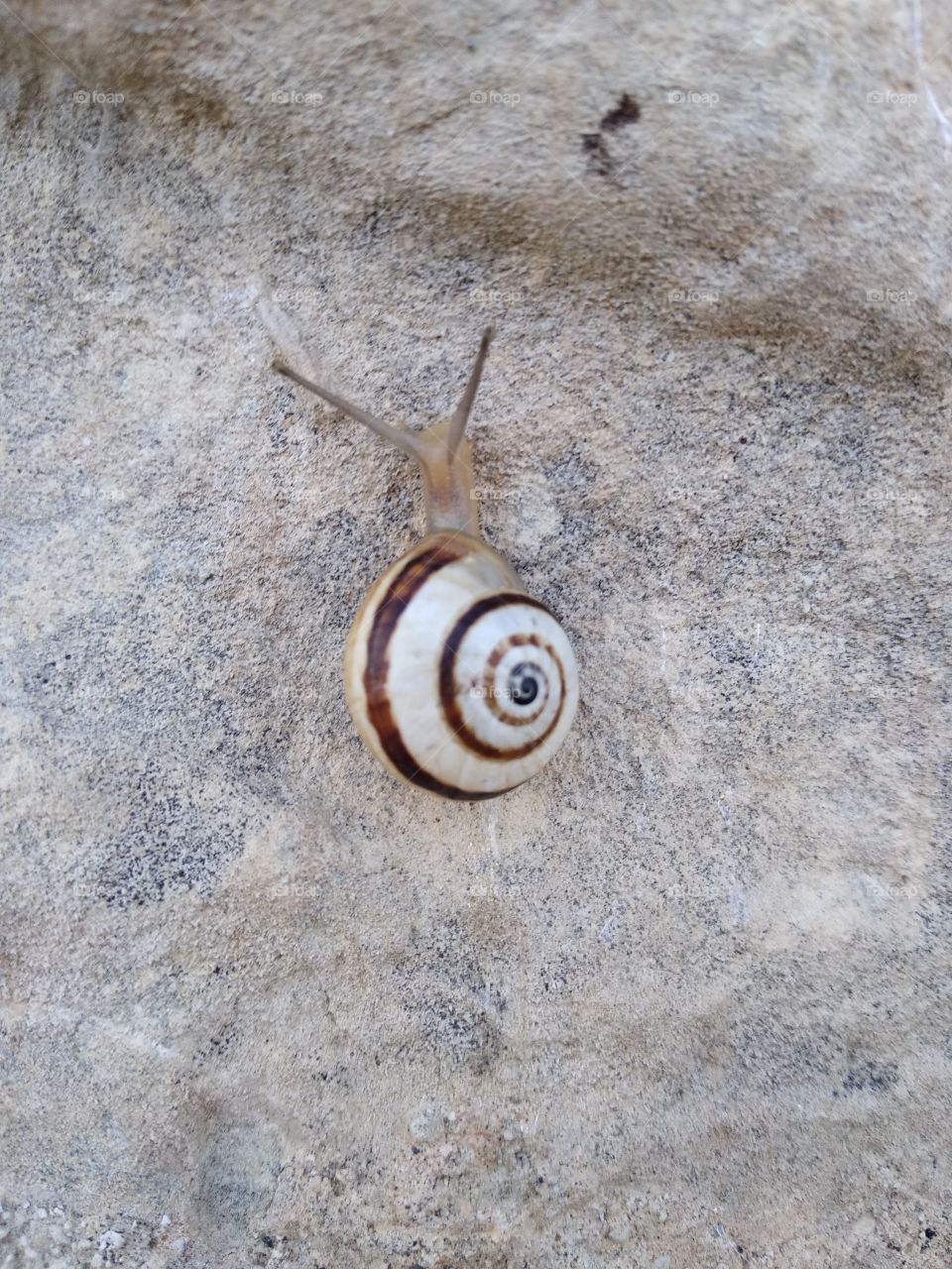 Snail