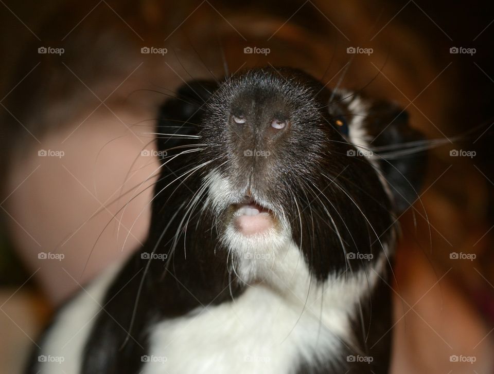 Extreme close-up of guinea pig